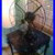 1920_s_Robbin_Meyers_16_3_speed_oscillating_fan_refurbished_01_ss