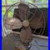 Antique_18_Emerson_Electric_3_Speed_Fan_Model_79648SH_IT_WORKS_01_vspk