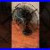 Antique_Emerson_Electric_73668_6_Blade_Table_Fan_01_pq