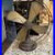 Antique_GE_General_Electric_75423_12_Brass_Blade_Oscillating_Fan_Vintage_01_pfvl