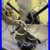 Antique_Western_Electric_Victor_A_C_12_Brass_Table_Fan_RUNS_Style_107990_01_raiw