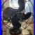 Circa_1917_4_Blade_Emerson_8_Oscillating_Desk_Fan_WORKING_01_ghk