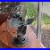 Emerson_79646_Au_Antique_Desk_Fan_01_man